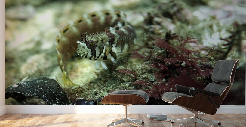 Decorated Warbonnet Wall Murals