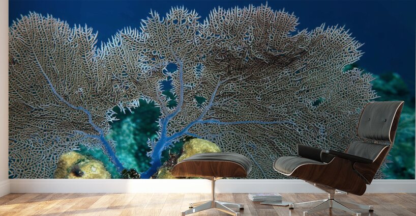 Fan coral Wall Murals