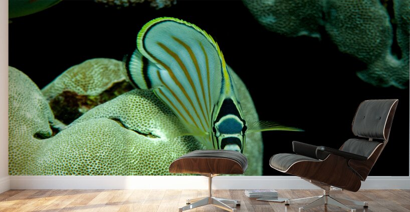 Ornate butterfly fish place of refuge hawaii Wall Murals