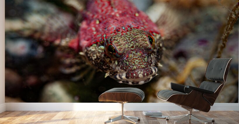 Scalyhead sculpin Keystone jetty Washington state  Wall Murals