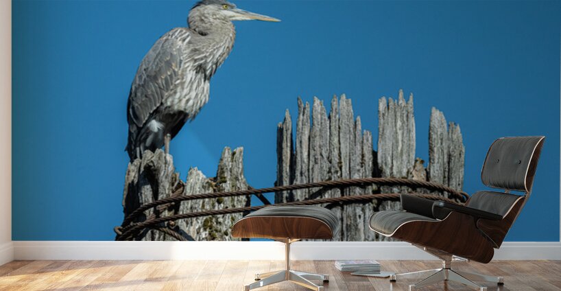 Great Blue Haron Fraser River Fort Langley 3 Wall Murals