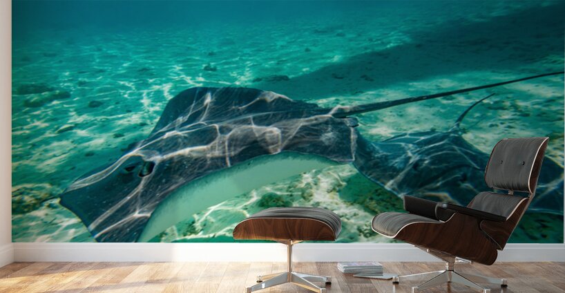 Sting rays Wall Murals
