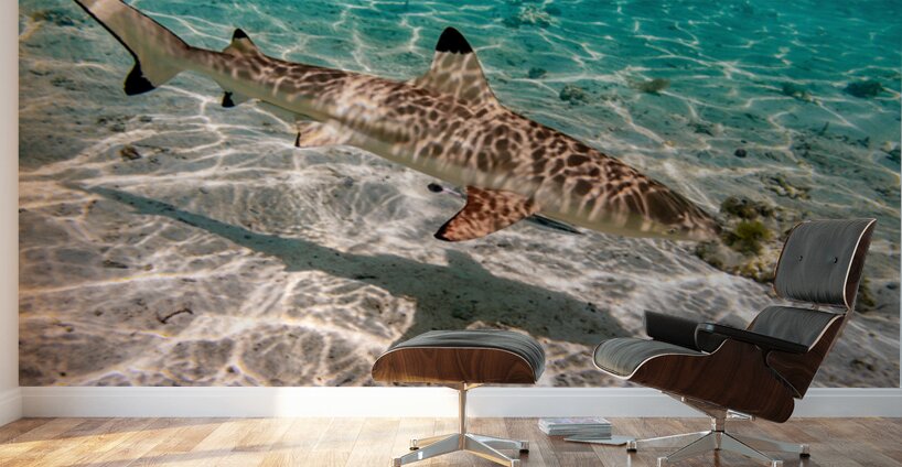 Black Tip Shark 3 Wall Murals