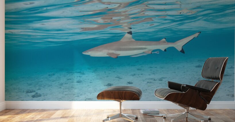 Black Tip Shark Wall Murals