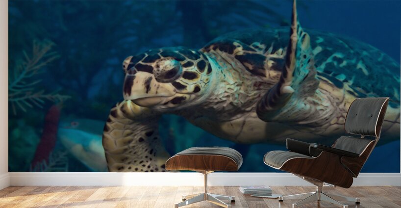 Hawksbilled turtle  Wall Murals