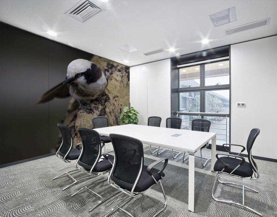 Southernwhite crowned shrike Sweetwaters kenya Wall Printing