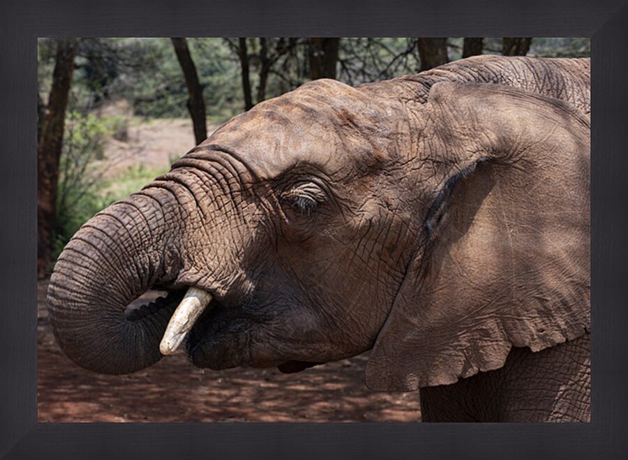 Orphaned elephants rehab center Sheldrick wildlife Picture Frame print