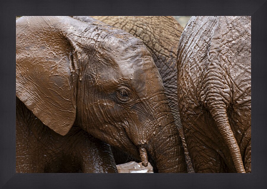 Orphaned elephants rehab center Sheldrick wildlife Picture Frame print