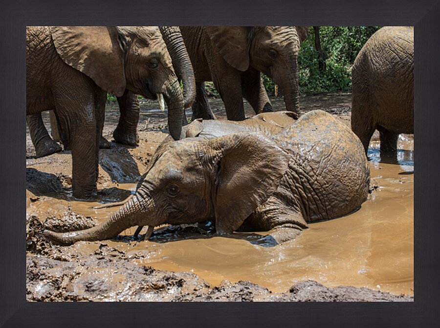 Orphaned elephants rehab center Sheldrick wildlife Picture Frame print