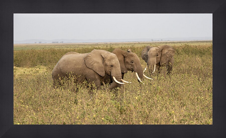 African Elephants Amboseli National Park Kenya Picture Frame print
