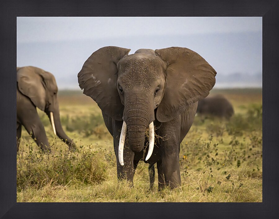 African elephant Amboseli National Park Kenya Picture Frame print