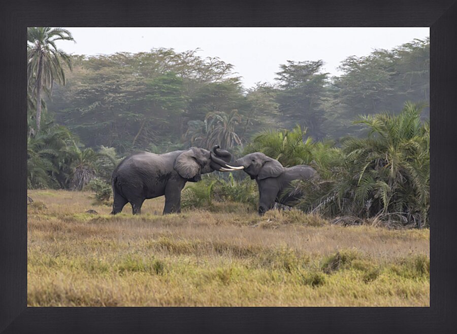  Elephants Amboseli National Park Kenya Picture Frame print