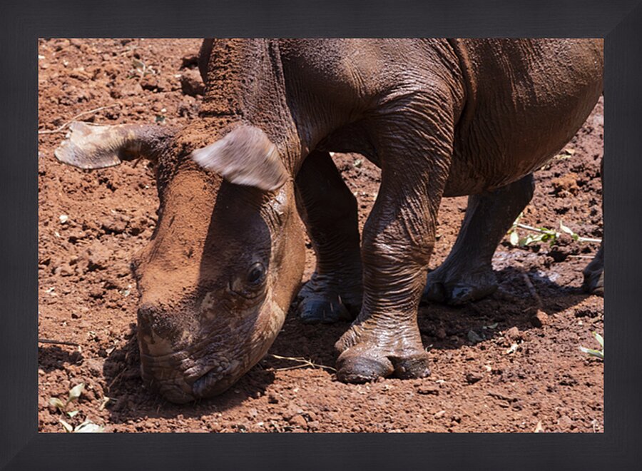 Sheldrick wildlife trust Nairobi  Picture Frame print