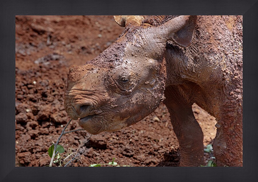 Sheldrick wildlife trust Nairobi Picture Frame print