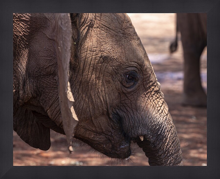 Orphaned elephants rehab center Sheldrick wildlife Picture Frame print