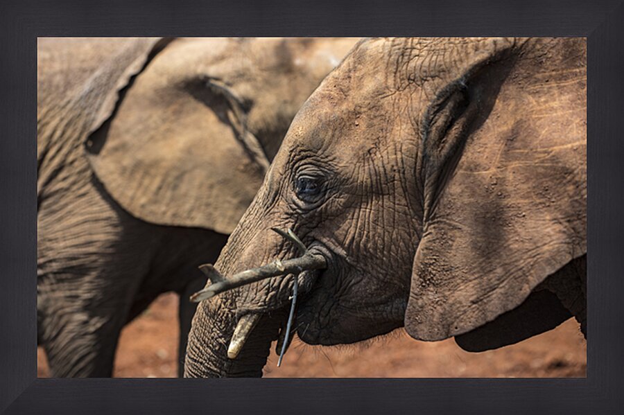 Orphaned elephants rehab center Sheldrick wildlife Picture Frame print