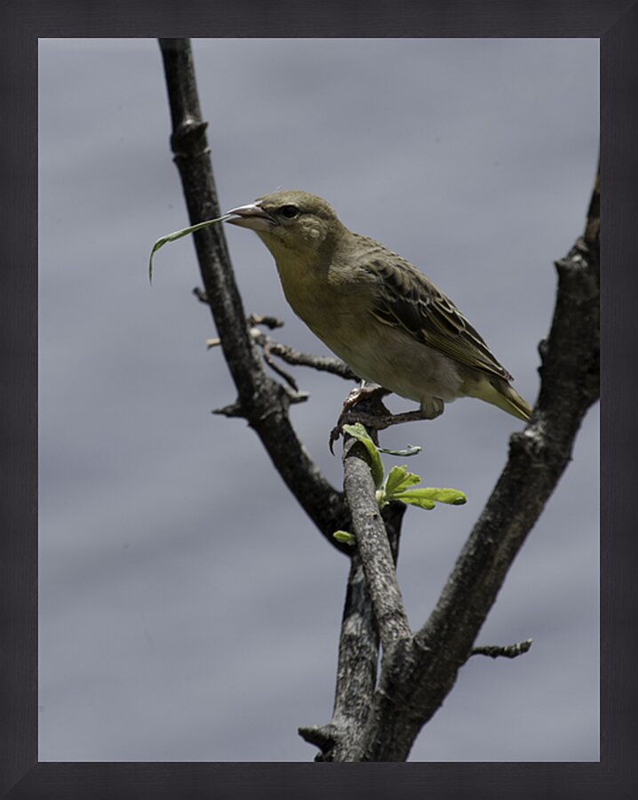 Little weaver Picture Frame print
