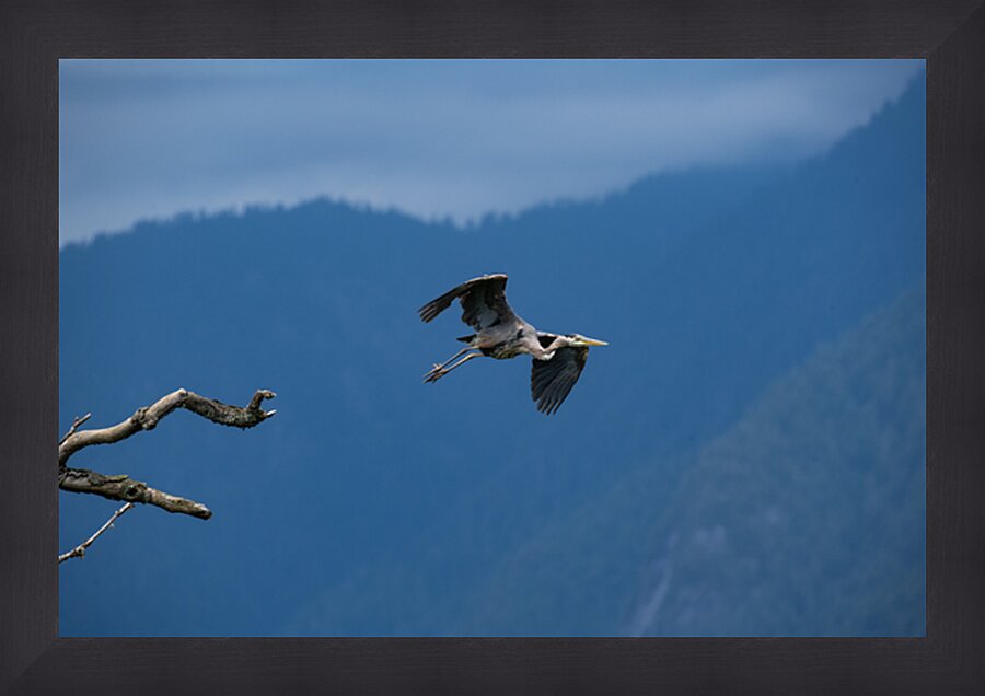 Great blue heron Pitt lake B.C Picture Frame print