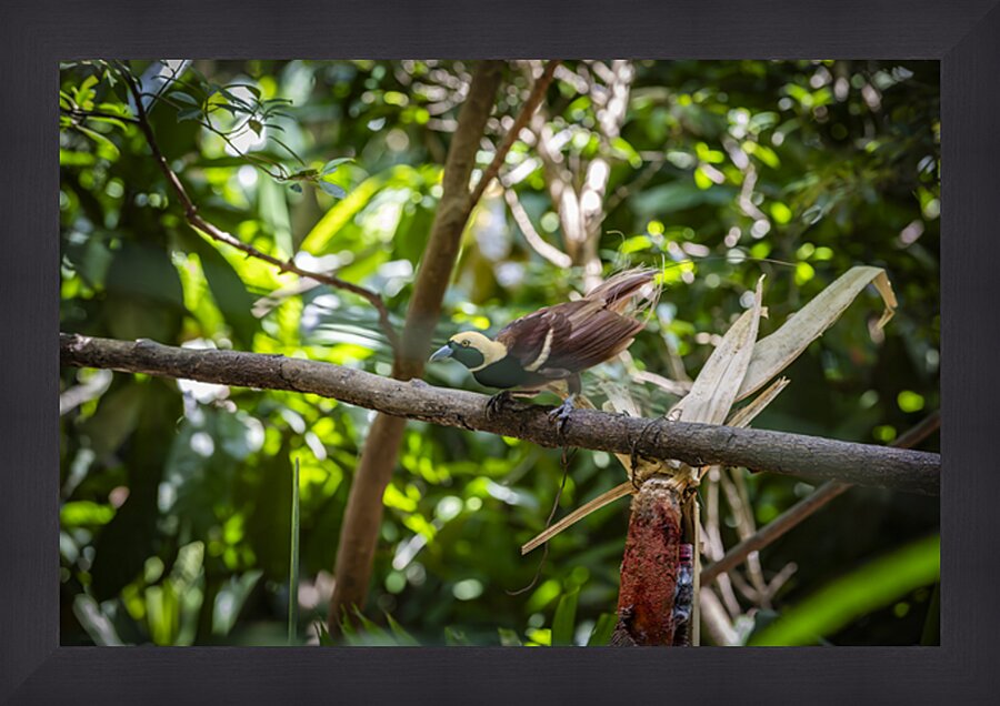 Bird of Paradise Papua New Guinea  Picture Frame print
