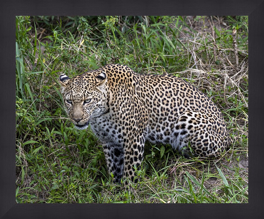 Leopard Picture Frame print