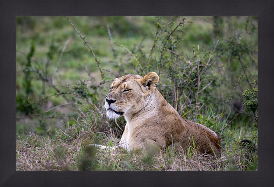 Lionness masai mara Picture Frame print