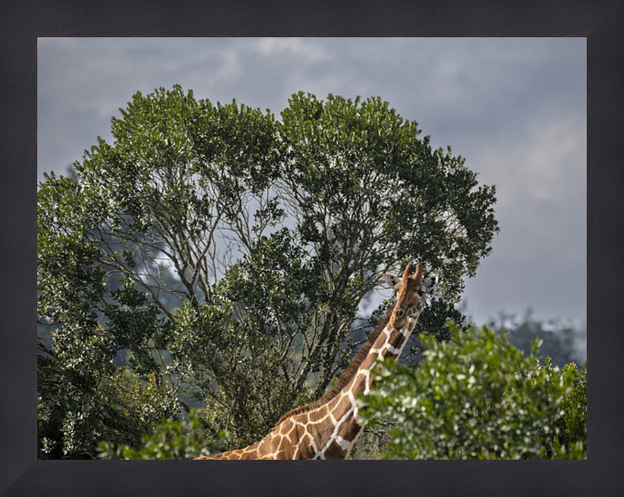 Giraffe Sweetwaters kenya Picture Frame print