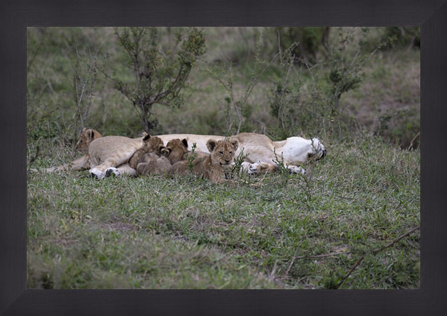 Lions masai mara Picture Frame print