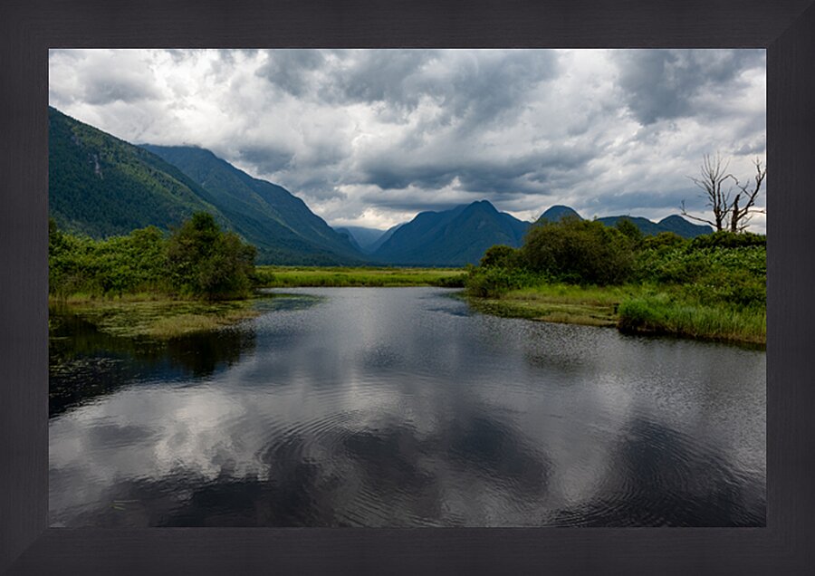 Heron cove Pitt lake B.C Picture Frame print