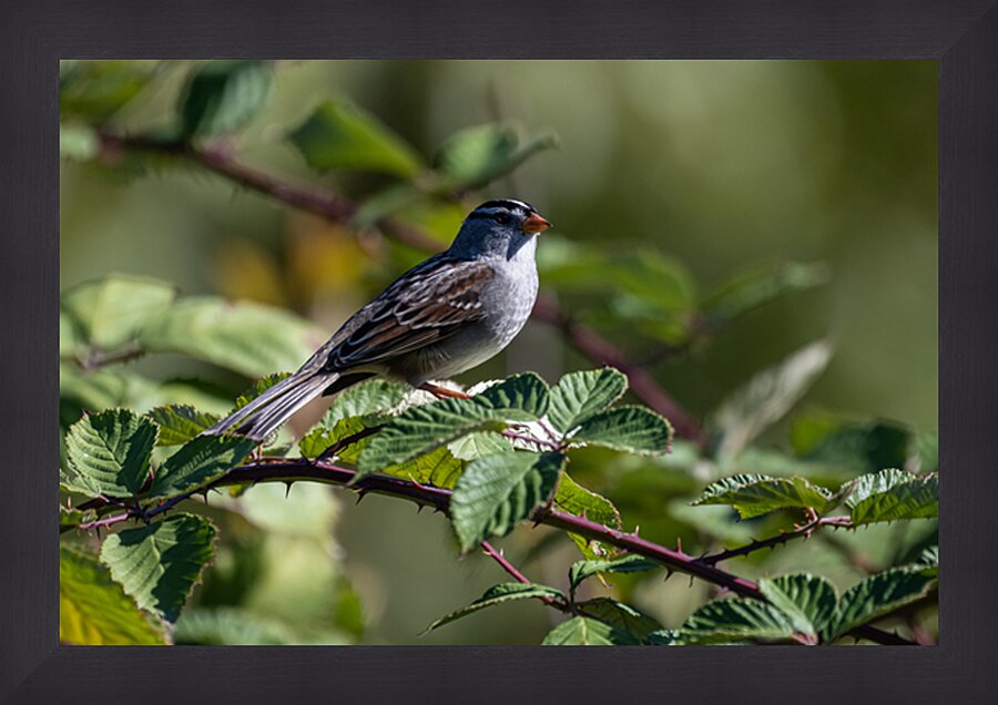 Chickadee Picture Frame print