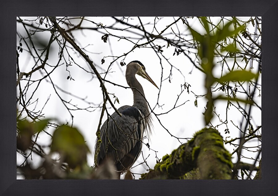 Great blue heron Chilliwack B.C Picture Frame print