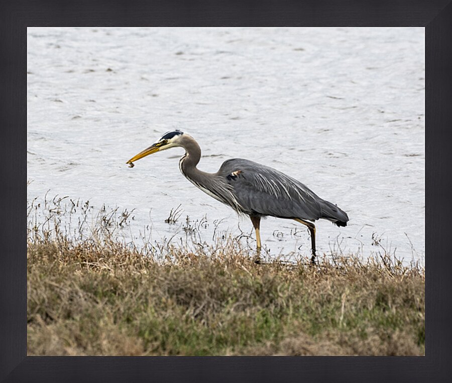 Great Blue Haron Picture Frame print