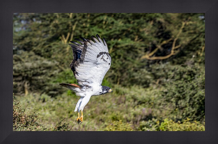 Augur buzzard Lake Nakuru kenya Picture Frame print