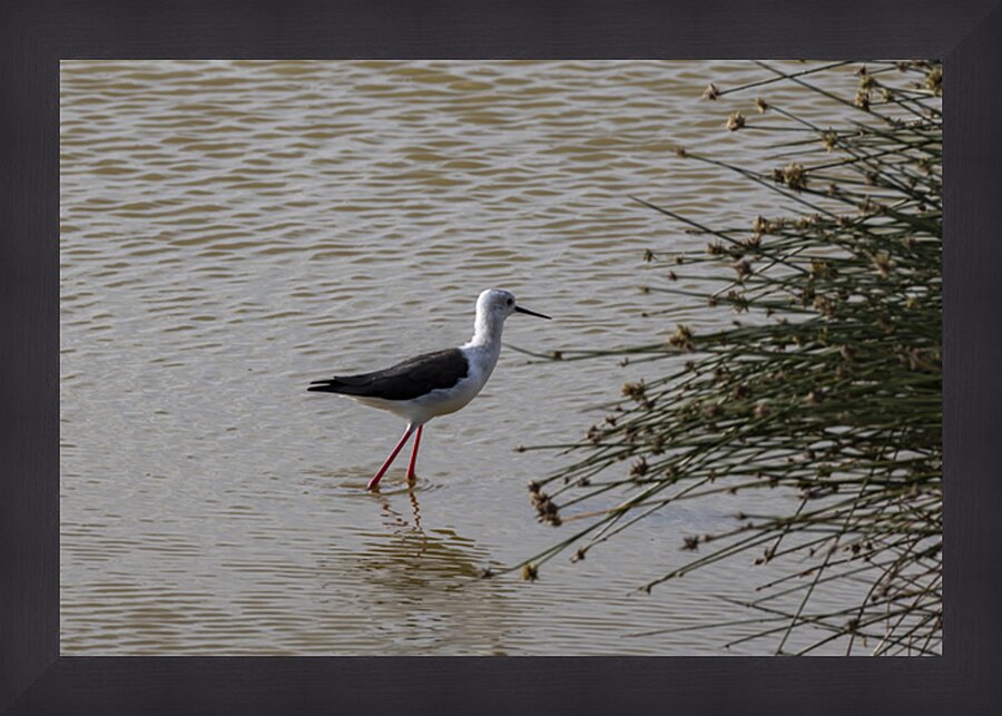 Black winged stilt Sweetwaters kenya Picture Frame print