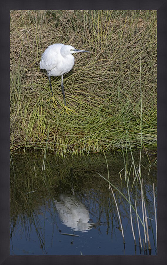 Egert Amboseli National Park Kenya Picture Frame print