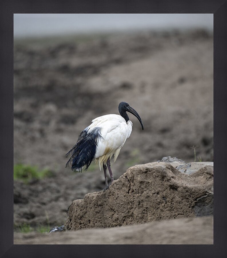 Ibis bird Sweetwaters kenya Picture Frame print