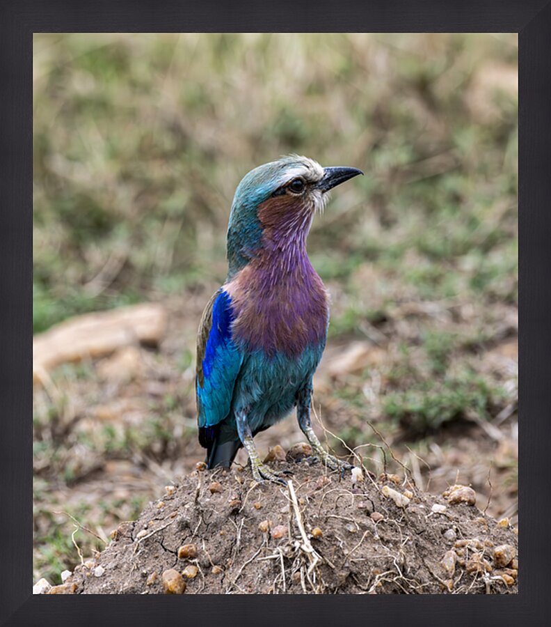 Iilac breasted roller Picture Frame print