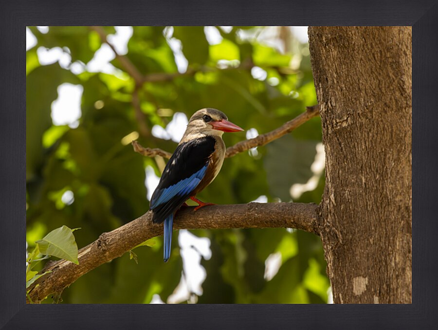 Grey headed kingfisher Amboseli National Park Kenya Picture Frame print
