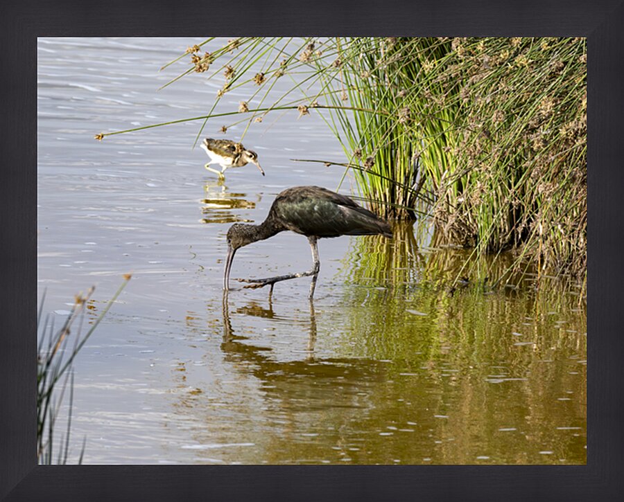 White faced Ibis Sweetwaters kenya Picture Frame print