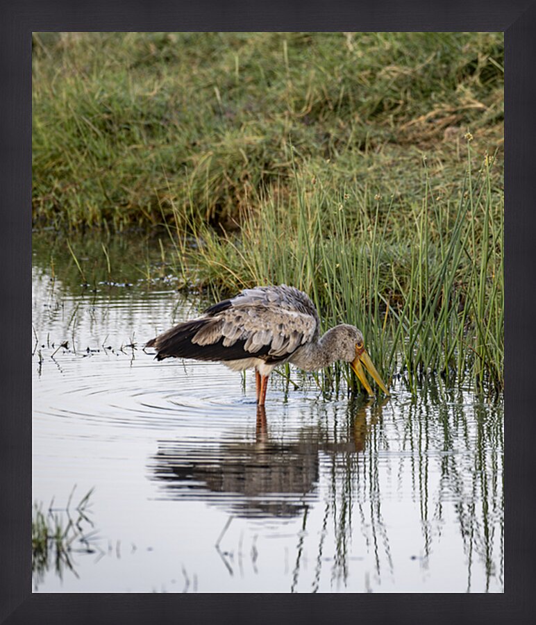 Yellow billed stork Lake Nakuru kenya Picture Frame print