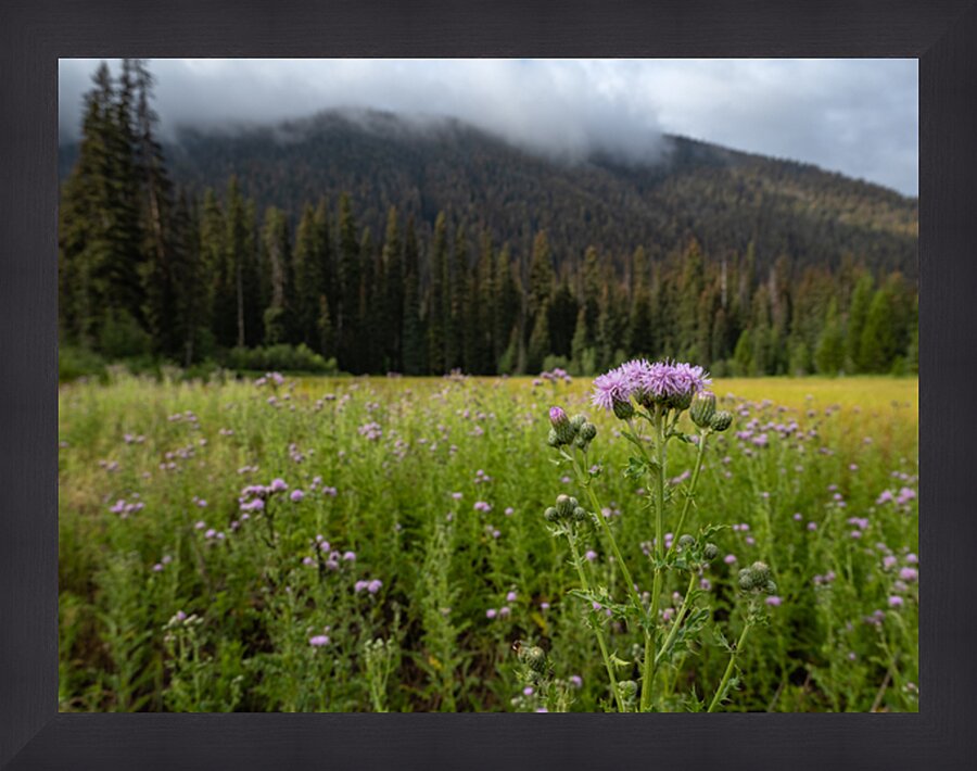 E.C Manning Provincial Park British Columbia Picture Frame print