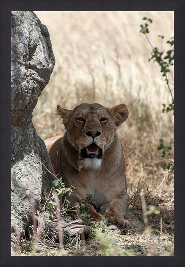 Loiness Sarengeti Africa Picture Frame print