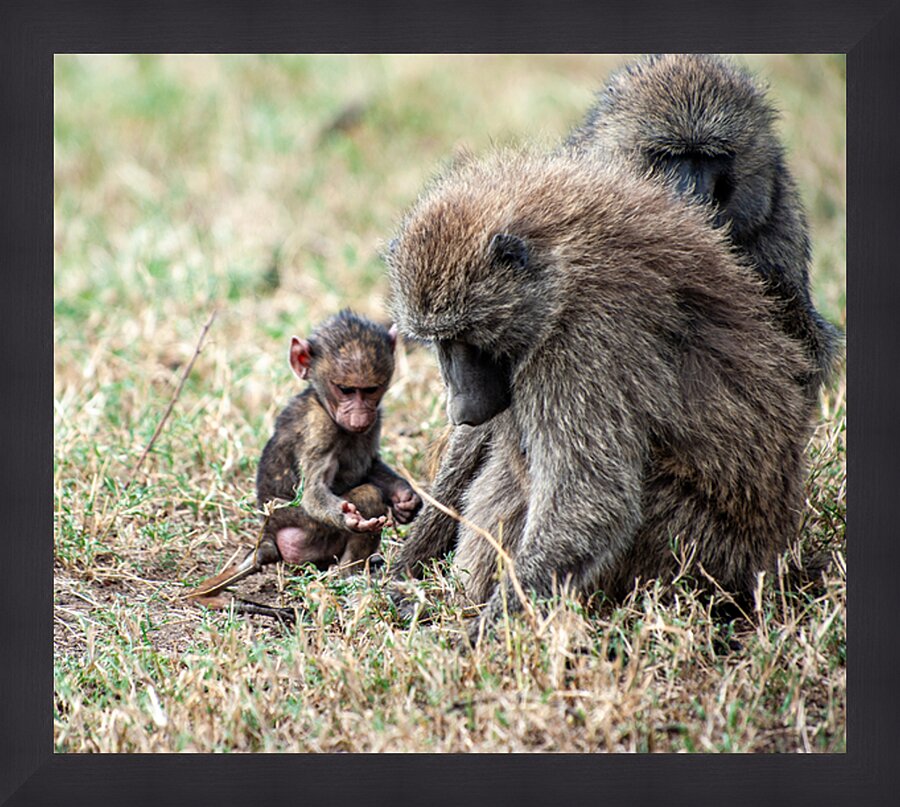 Baboon Lake Nakuru Africa Picture Frame print