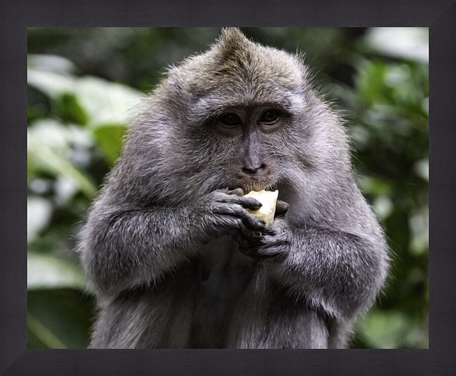 Monkey Forest Bali Picture Frame print