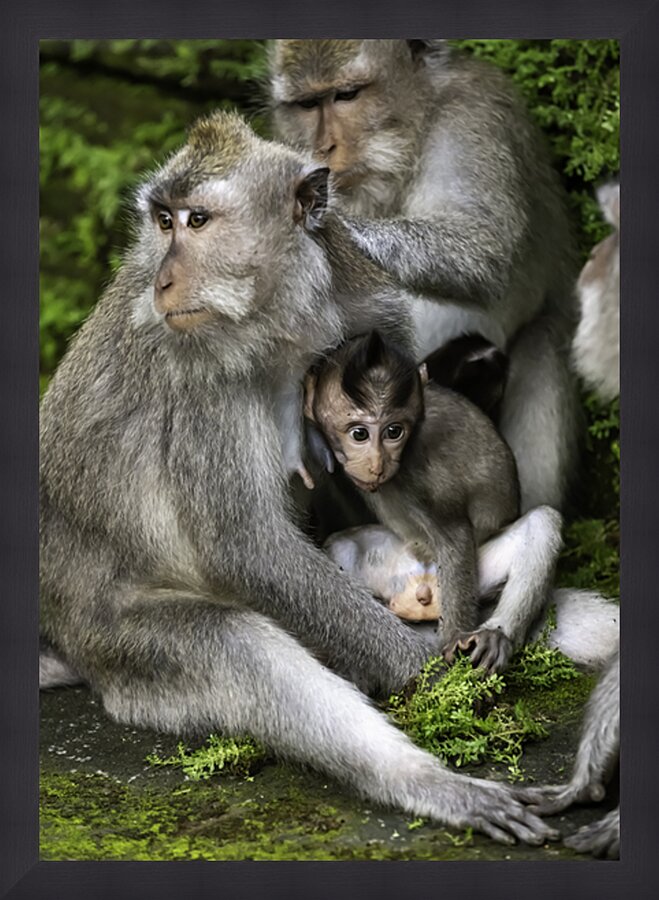 Monkey Forest Bali Picture Frame print