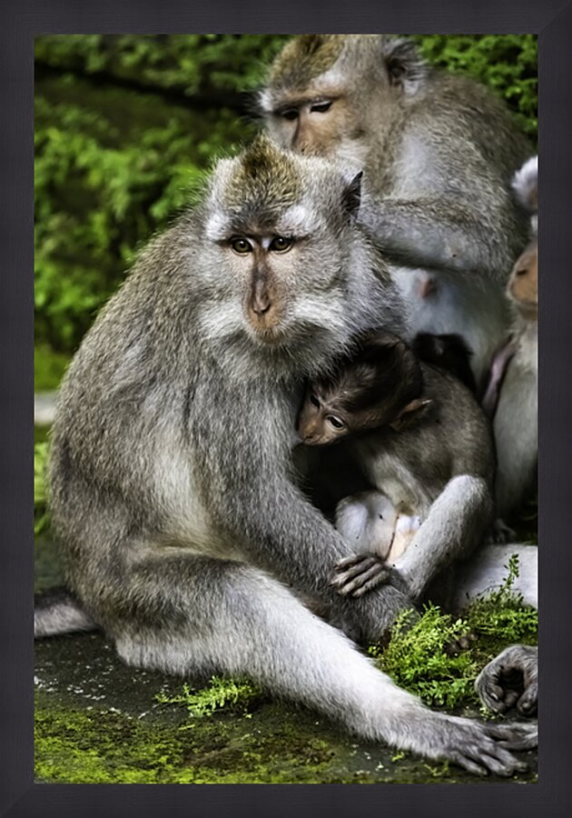 Monkey Forest Bali Picture Frame print