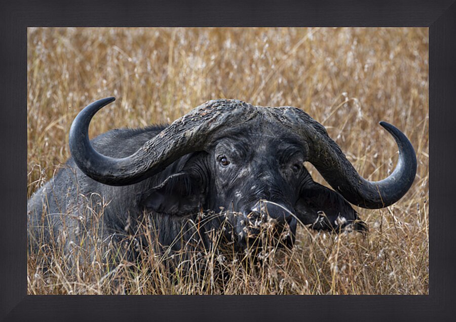 Water Buffalo Sweetwaters kenya Picture Frame print