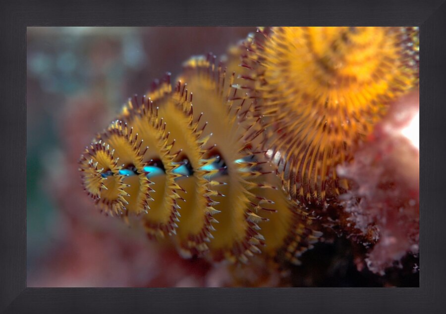 Chritmas tree worm Picture Frame print