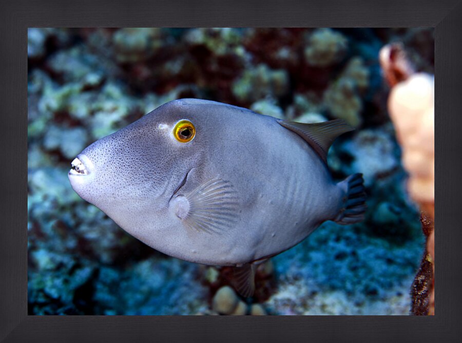 Parrot fish Picture Frame print