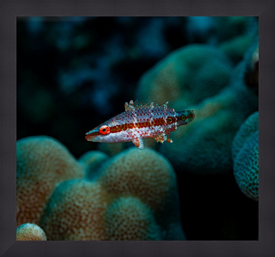 Speckled Maori Wrasse Milolii dock Kona Hawaii Picture Frame print