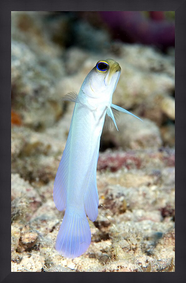 Yellowhead Jawfish Picture Frame print